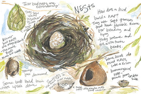 Jessica Mingo JM632 - JM632 - Nest Study - 18x12 bird nest illustration, educational art, watercolor natural science sketch, eggs in nest, facts about birds, woven nests, nature journal page, avian biology art from Penny Lane