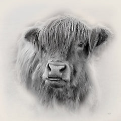 LUX885 - Sunday the Highland Cow - 12x12