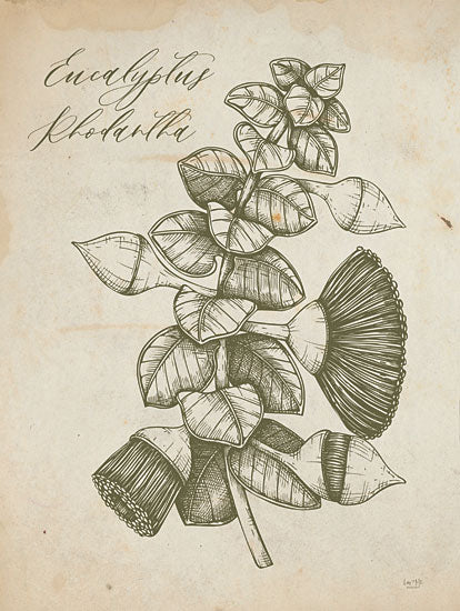 Lux + Me Designs LUX931 - LUX931 - Eucalyptus Rhodantha - 12x16 botanical illustration, eucalyptus rhodantha, hand-drawn plant, vintage style, greenery, educational, herbarium from Penny Lane