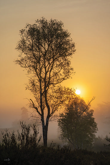 Martin Podt MPP1185 - MPP1185 - Foggy Sunrise - 12x18 sunrise, lone tree, golden morning, misty atmosphere, warm tones, peaceful nature, silhouetted tree, foggy dawn from Penny Lane
