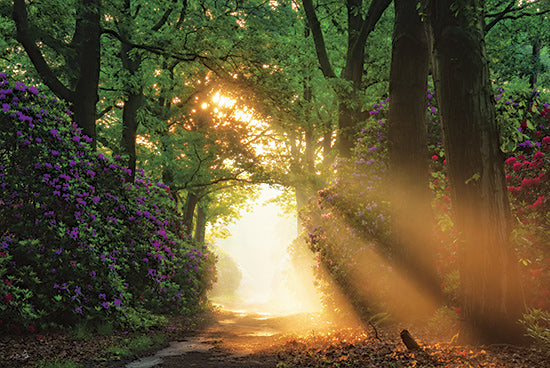 Martin Podt MPP1188 - MPP1188 - In a World of Magic - 18x12 glowing sunrise, floral path, dreamy landscape, deep woods, warm morning light, vibrant blossoms, nature photography from Penny Lane
