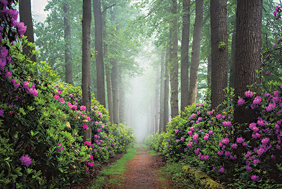 Martin Podt MPP1189 - MPP1189 - Pop of Pink - 18x12 misty forest, floral walkway, towering trees, soft morning fog, vibrant flowers, peaceful path, dreamlike scenery from Penny Lane