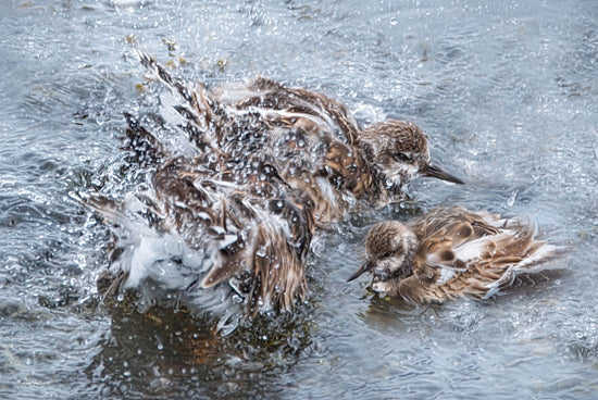 Robin-Lee Viera RLV730 - RLV730 - Sanderling Splash Party - 18x12 birds bathing, water splashing, coastal wildlife, nature action shot, bird behavior, aquatic birds, seashore from Penny Lane