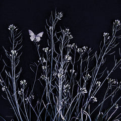 RLV732 - Butterfly Garden I - 12x12