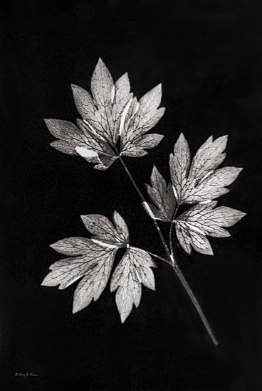 Robin-Lee Viera RLV760 - RLV760 - Simple Leaves - 12x18 maple-like leaves, dark background, visible leaf veins, black and white botanical study, natural textures, isolated plant, monochrome composition from Penny Lane