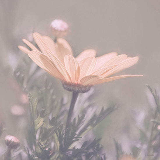 Robin-Lee Viera RLV772 - RLV772 - Shining Through - 12x12 soft pink daisy, dreamy focus, muted tones, pastel floral, springtime bloom, gentle light, macro nature photography, feminine aesthetic from Penny Lane