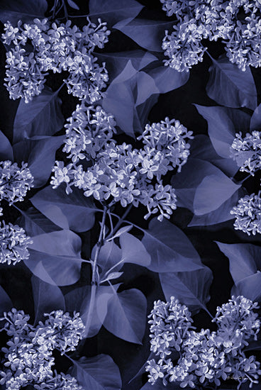 Robin-Lee Viera RLV775 - RLV775 - Blooming in Indigo I - 12x18 blue-toned lilac blossoms, floral pattern, dark background, artistic leaves and flowers, high contrast botanical, decorative design, moody floral palette from Penny Lane
