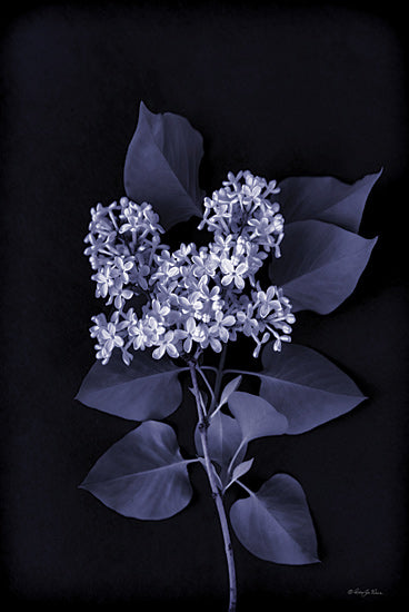 Robin-Lee Viera RLV776 - RLV776 - Blooming in Indigo II - 12x18 lilac flowers, botanical photography, dark floral, ultraviolet style, moody flowers, spring blossoms, floral composition, macro flower detail from Penny Lane