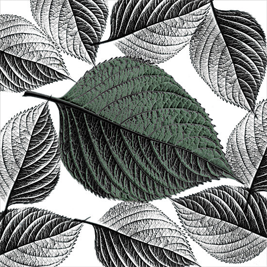 Robin-Lee Viera RLV795 - RLV795 - All in the Details - 12x12 green leaves, leaf pattern, close-up texture, botanical artwork, repeating design, organic texture, high contrast foliage, nature detail from Penny Lane