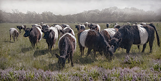 Robin-Lee Viera RLV800 - RLV800 - Home on the Range - 18x9 belted galloway cows, grazing cattle, farm field, rural landscape, fluffy cows, spring pasture, peaceful meadow, black and white cows from Penny Lane