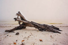 STAR144 - Nature's Sculpture - 18x12