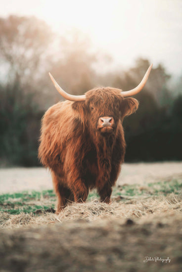 Dakota Diener DAK108 - DAK108 - Portrait of a Cow - 12x18 Photography, Cow, Highland Cow, Field, Landscape from Penny Lane