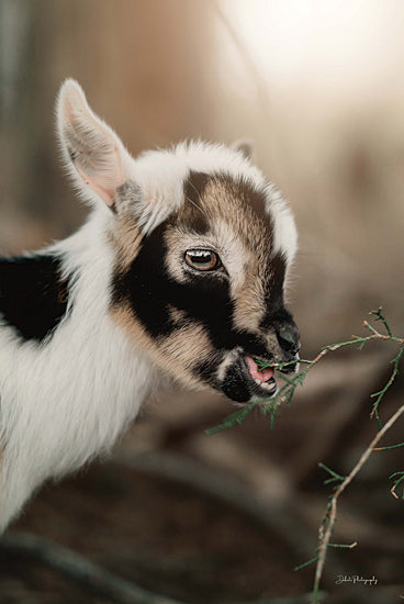 Dakota Diener DAK190 - DAK190 - Lil Levi - 12x18 Goat, Baby Goat, Kid, Photography, Sideview from Penny Lane