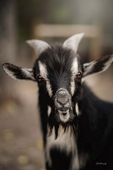 Dakota Diener DAK194 - DAK194 - You Don't Say - 12x18 Goat, Black Goat, Billy Goat, Photography, Portrait from Penny Lane