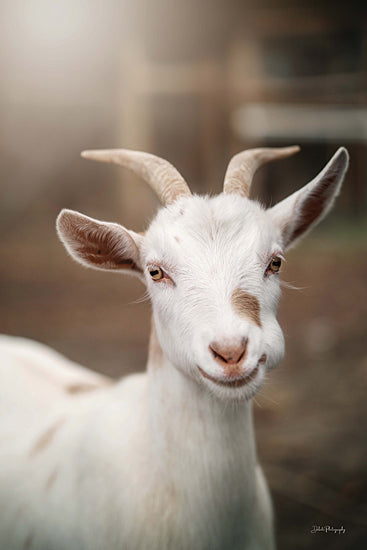 Dakota Diener DAK195 - DAK195 - Lopsided Smile - 12x18 Goat, White Goat, Photography, Portrait from Penny Lane