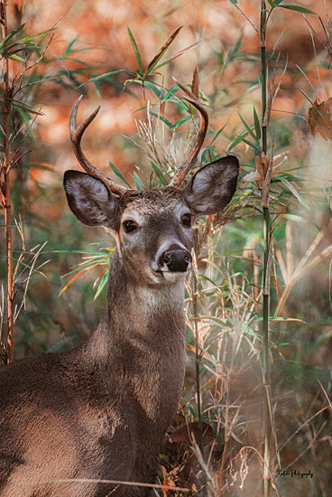 Dakota Diener DAK211 - DAK211 - Morning Light - 12x18 Photography, Deer, Fall, Autumn, Brush, Landscape, Wildlife, Morning, Sunlight from Penny Lane