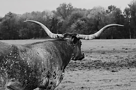 Dakota Diener DAK226 - DAK226 - Don't Look Back - 18x12 Cow, Longhorn, Photography,  Black & White, Farm Animal, Back View, Landscape from Penny Lane