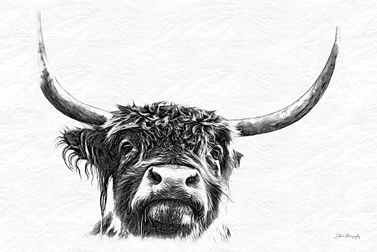 Dakota Diener DAK237 - DAK237 - Sketchy Highland I - 18x12 Cow, Highland Cow, Farm Animal, Sketch, Drawing Print, Black & White from Penny Lane