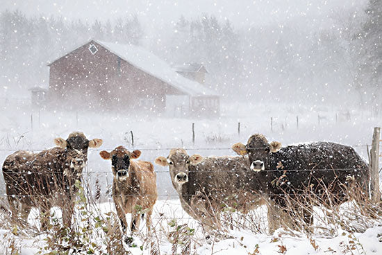 Lori Deiter LD3095 - LD3095 - Cold Cows on the Farm - 18x12 Cows, Animals, Farm, Farm Animals, Barn, Winter, Snow, Photography from Penny Lane