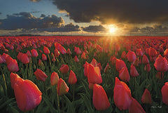 MPP183 - Tulips at Sunset - 18x12