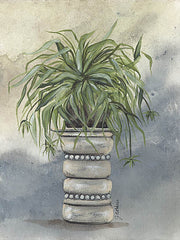 NOR239LIC - Spider Plant in Pottery  - 0