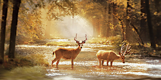 Amber Sterling AS193 - AS193 - Deer in Fall - 18x9 Deer, Creek, Fall, Landscape, Sunlight, Trees, Leaves, Photography from Penny Lane
