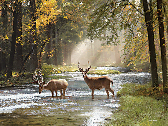 Amber Sterling AS197 - AS197 - Creek Stop - 16x12 Deer, Creek, Photography, Landscape, Trees, Sunlight from Penny Lane
