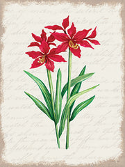 CIN3275LIC - Red Amaryllis Botanical I - 0
