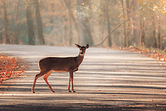 Dakota Diener DAK217 - DAK217 - Out in the Open - 18x12 Photography, Animals, Deer, Wildlife, Road, Fall, Leaves, Sideview from Penny Lane