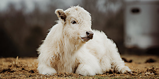 Dakota Diener DAK270 - DAK270 - Comfy Spot - 18x9 Photography, Cow, White Cow, Hay, Sideview from Penny Lane