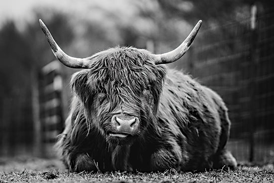 Dakota Diener DAK274 - DAK274 - Low to the Ground - 18x12 Photography, Cow, Highland Cow, Farm, Black & White, Portrait from Penny Lane