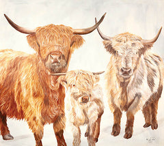 DF143 - Hairy Highland Cattle - 16x12