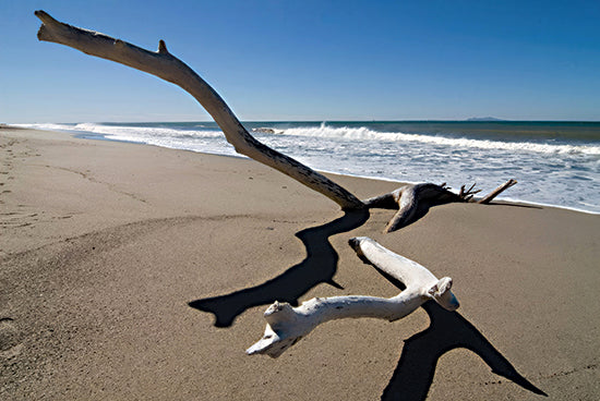 JG Studios JGS579 - JGS579 - Beach Driftwood - 18x12 Coastal, Beach, Driftwood, Shadows, Sand, Ocean, Waves, Landscape from Penny Lane