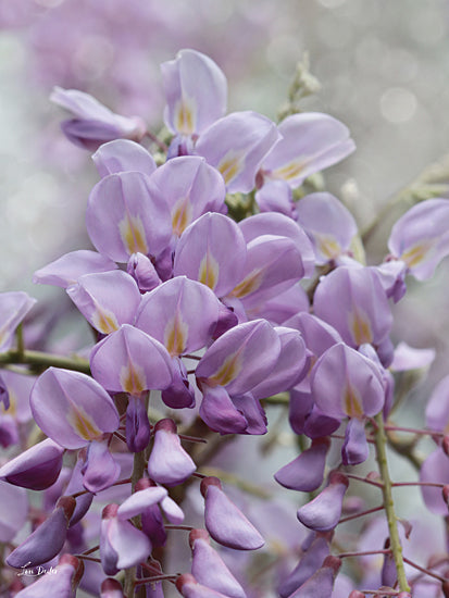 Lori Deiter LD3407 - LD3407 - Wisteria Blossoms - 12x16 Photography, Flowers, Wisteria, Blooms, Closeup from Penny Lane