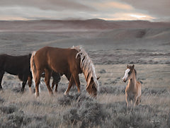 LD3486 - Cody Wild Horses - 16x12