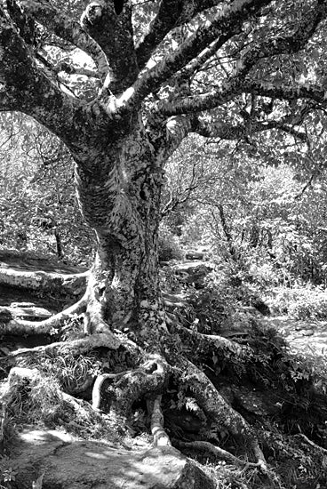 Lori Deiter LD3529 - LD3529 - Old Tree - 12x18 Photography, Trees, Gnarled Tree, Tree Roots, Black & White,  Landscape from Penny Lane