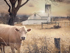 LD3704 - Country Morning Cow - 16x12