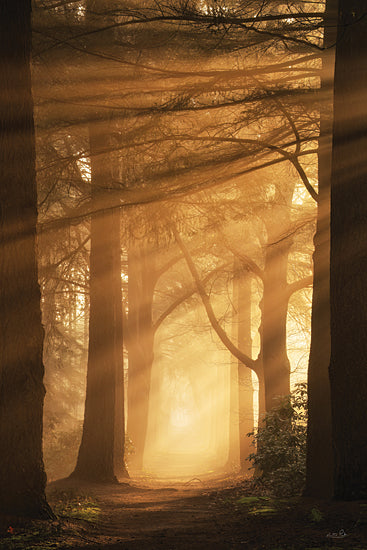 Martin Podt MPP1039 - MPP1039 - A Brilliant Morning - 12x18 Photography, Landscape, Trees, Forest, Sunlight, Morning, Sunrays, Path from Penny Lane