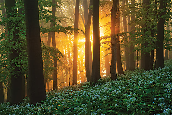 Martin Podt MPP1042 - MPP1042 - Spring Magic - 18x12 Photography, Landscape, Trees, Forest, Sunlight, Plants, Green Plants, Nature, Spring from Penny Lane