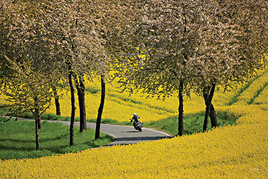 Martin Podt MPP1044 - MPP1044 - Freedom - 18x12 Photography, Landscape, Flowers, Yellow Flowers, Trees, Flowering Trees, Road, Paved Road, Motorcyclist, Man, Freedom from Penny Lane