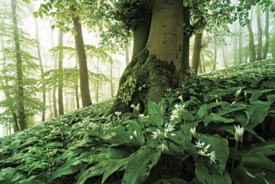 Martin Podt MPP1046 - MPP1046 - Lush - 18x12 Photography, Landscape, Trees, Flowers, White Flowers, Greenery, Leaves from Penny Lane