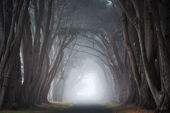 Martin Podt MPP1157 - MPP1157 - Through the Fog - 18x12 Photography, Landscape, Forest, Trees, Road, Leaves, Fog, Tree Branches from Penny Lane