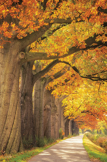 Martin Podt Licensing MPP764LIC - MPP764LIC - Autumn Path - 0  from Penny Lane