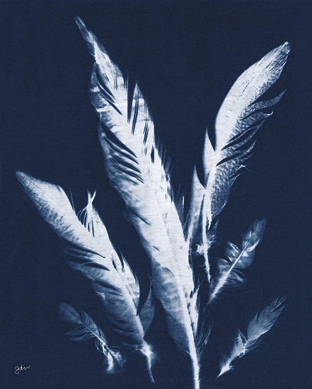 Julie Norkus NOR329 - NOR329 - Indigo Feathers II - 12x16 Feathers, Cyanotypes, Indigo, White, Silhouette, Contemporary from Penny Lane