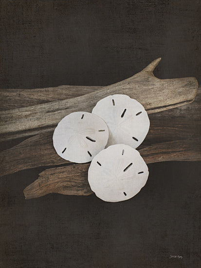 Jennifer Rigsby RIG231 - RIG231 - Vintage Sea II - 12x16 Photography, Coastal, Still Life, Sand Dollars, Driftwood from Penny Lane