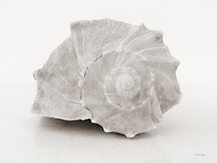 RIG233 - Vintage Conch Shells I - 16x12