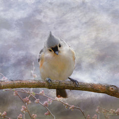 RLV695 - Tufted Titmouse II - 12x12