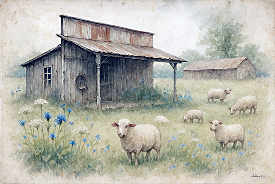 Anthony Smith ANT230 - ANT230 - Field of Fleece - 18x12 sheep grazing, cottage, meadow flowers from Penny Lane
