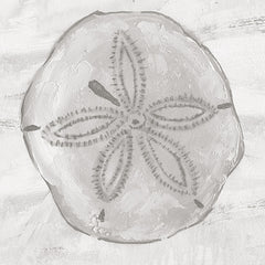 CC258 - Sand Dollar Sea Cookie - 12x12