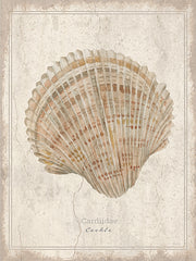 CIN4521 - Shell Study - Cockle - 12x16